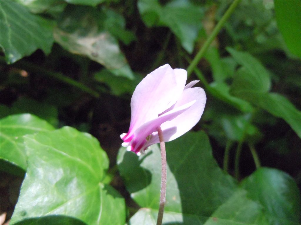 Cyclamen hederifolium